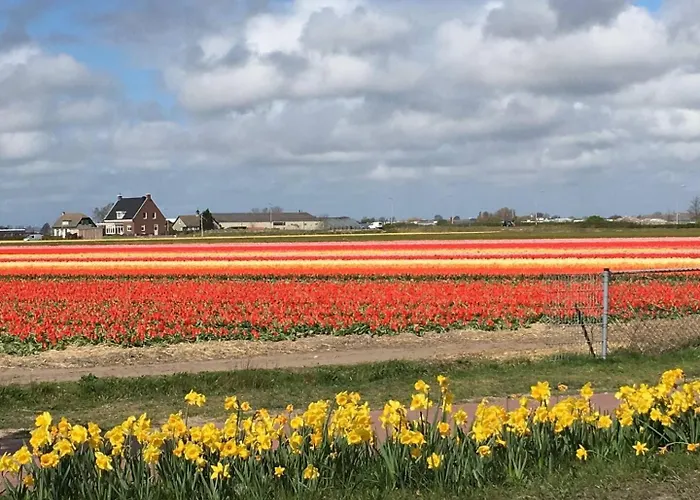 The House Noordwijkerhout