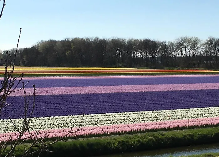 Tatil Evi The House Noordwijkerhout